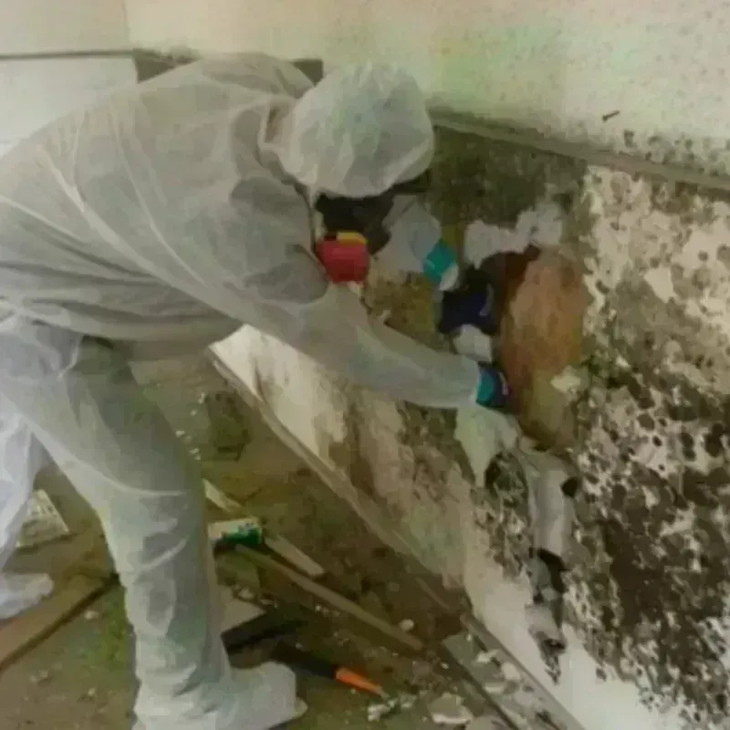 Mold Remediation and Removal in Quinebaug, CT